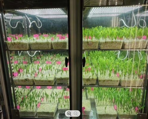LIYI-Pflanzenwachstums-Kammer-künstlicher Klima-Samen-Keimungs-Maschinen-Pflanzenwachstums-Kasten-Brutkasten